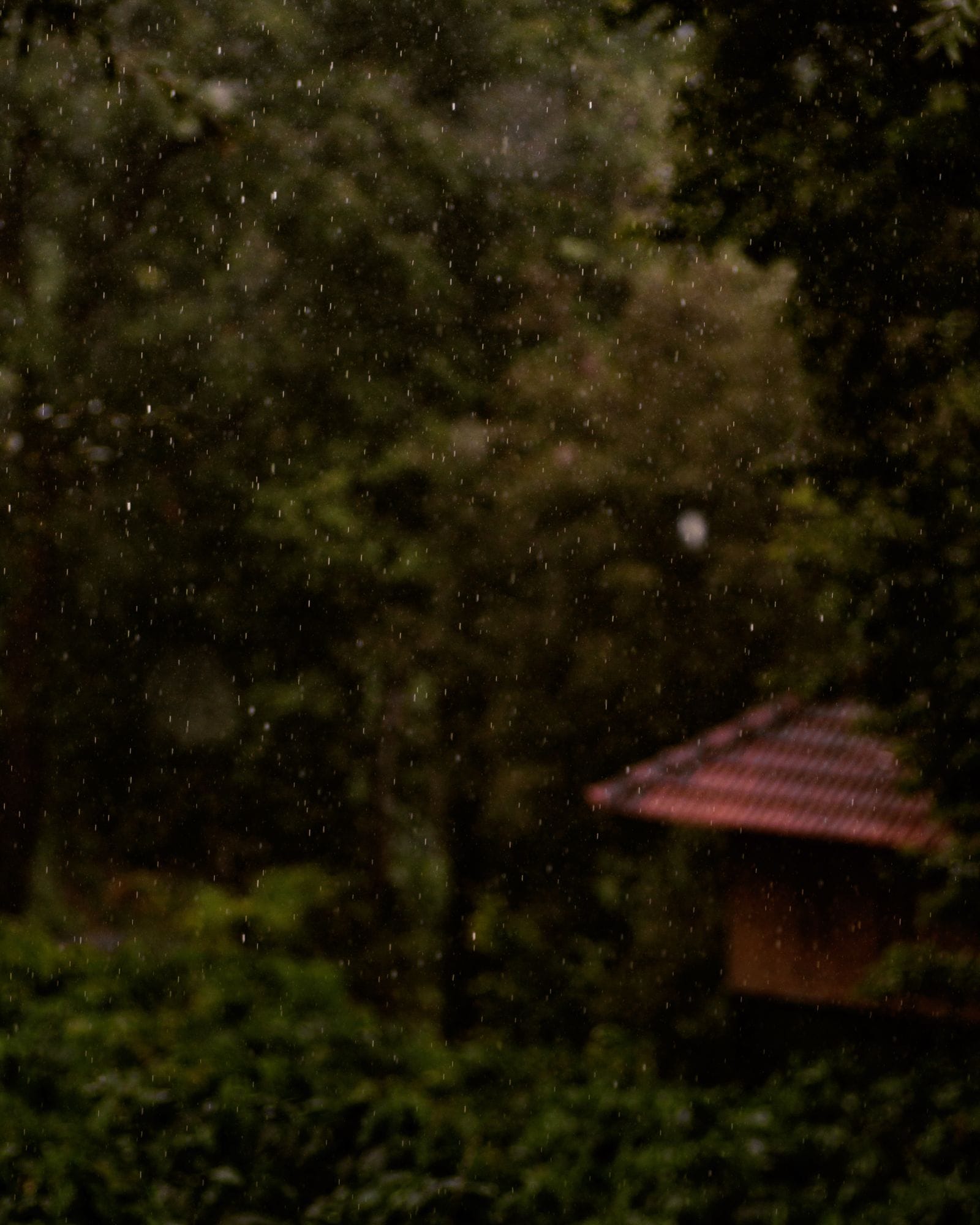 Lush rainforest in Wayanad, Kerala during the monsoon season when Karkidaka Chikitsa is traditionally done