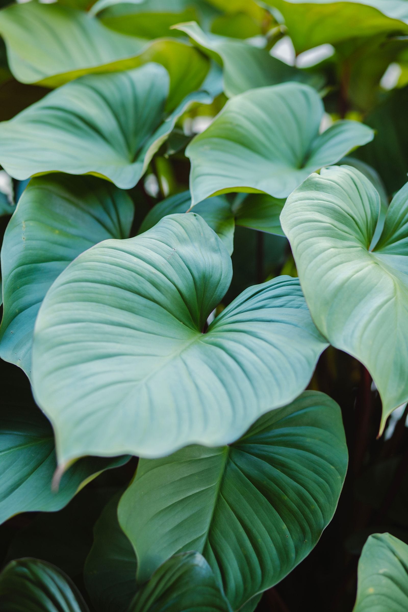 Lush green tropical leaves, symbolising Kerala Tourism's Green Leaf classification for Ayurveda centres