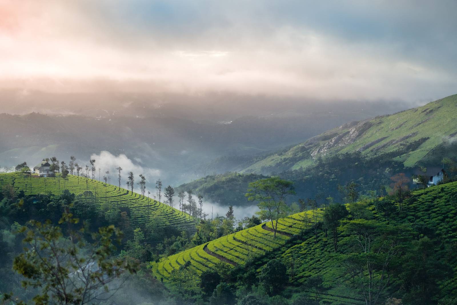 Misty tea estate in Munnar, Kerala