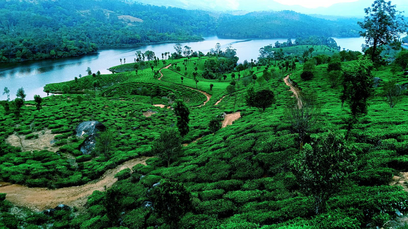 Kerala tea plantations — Ayurvedic wellness travel destination for visitors from Kuwait